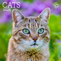 image Cats 2026 Mini Wall Calendar  Main Image
