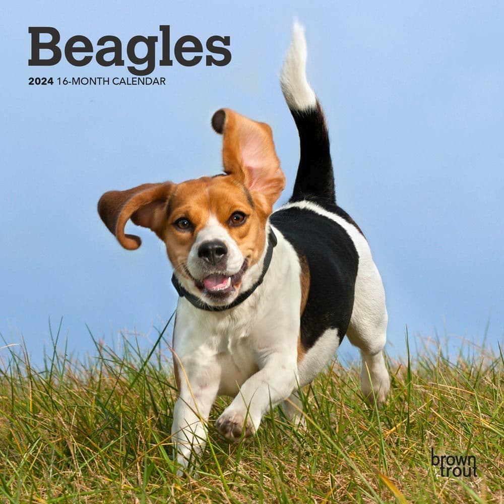 Beagle 2024 Mini Wall Calendar Main Image