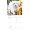 image Just Maltese 2026 Wall Calendar Second Alternate Image