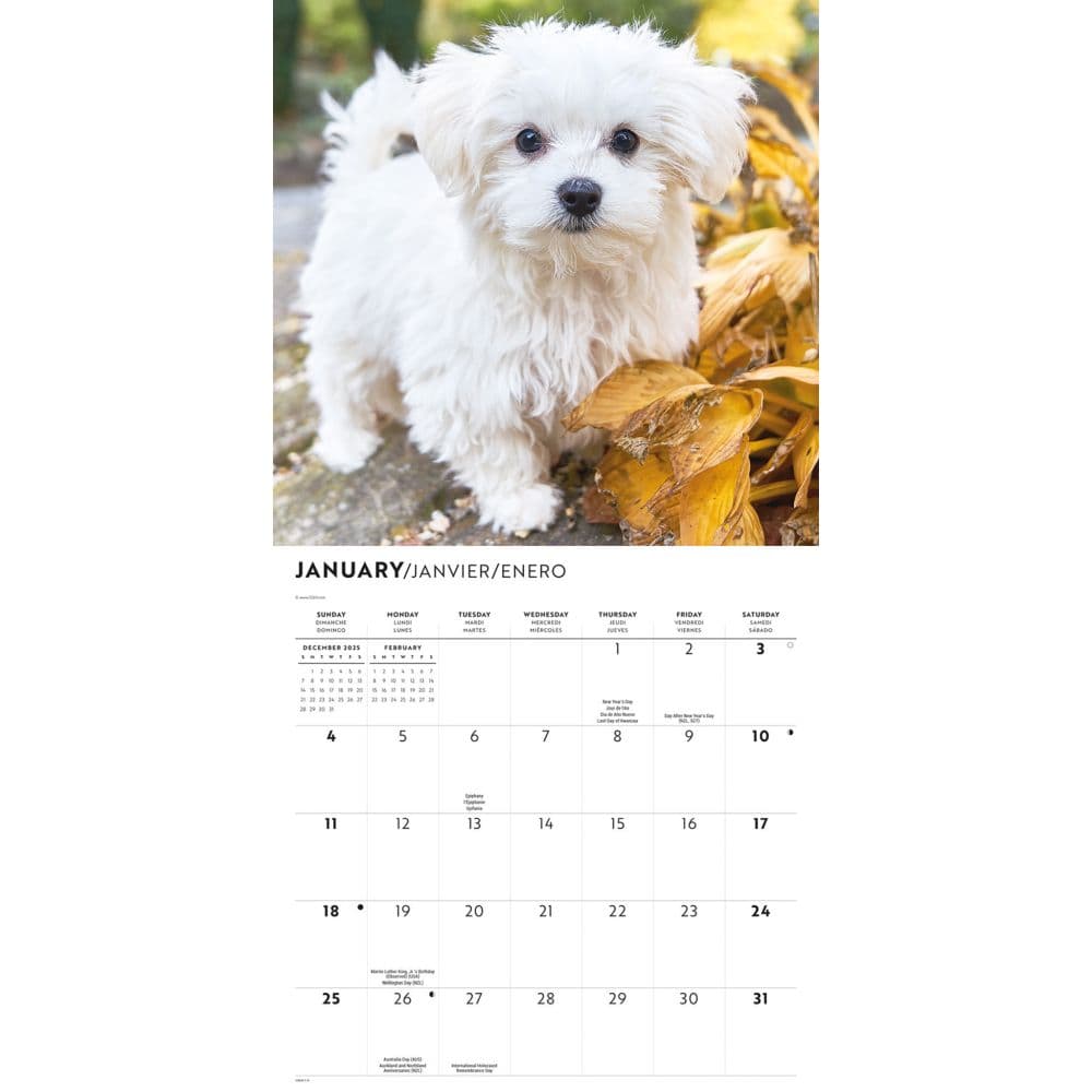 Just Maltese 2026 Wall Calendar Second Alternate Image