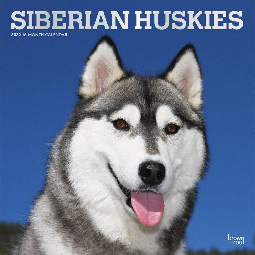 Siberian Huskies 2022 Wall Calendar