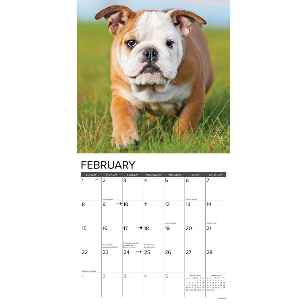Just Bulldog Puppies 2026 Wall Calendar Second Alternate Image