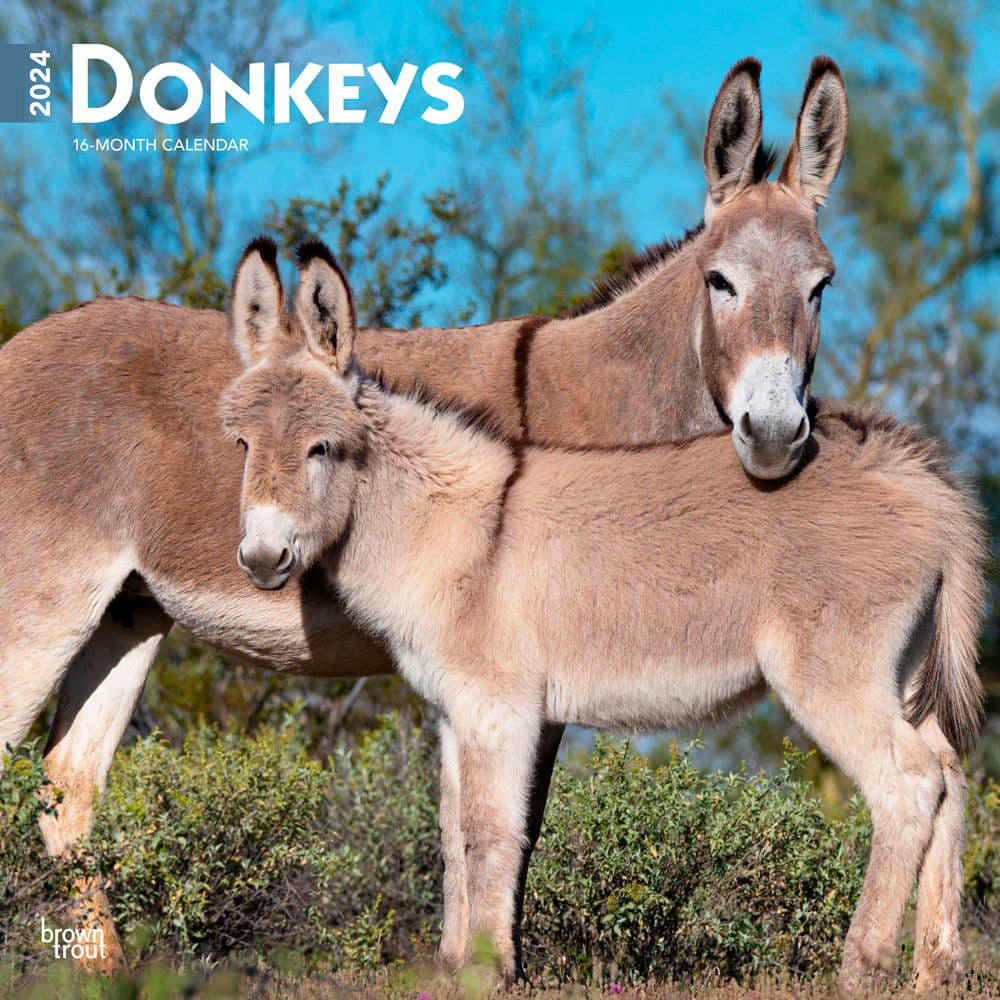 Donkeys 2024 Wall Calendar