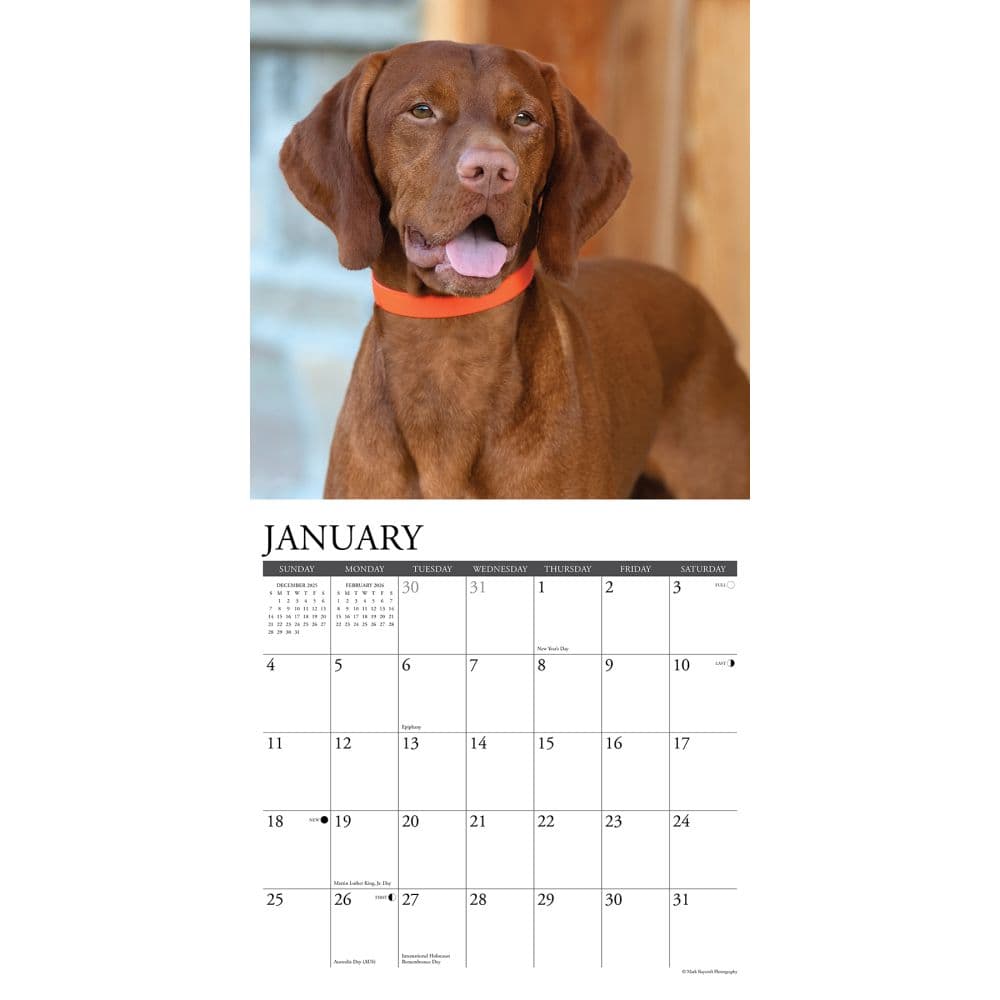 Just Vizslas 2026 Wall Calendar Second Alternate Image