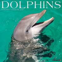 image Dolphins 2026 Wall Calendar   Main Image