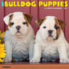 image Just Bulldog Puppies 2025 Wall Calendar Main Image