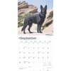 image German Shepherds 2025 Wall Calendar Third Alternate Image width=&quot;1000&quot; height=&quot;1000&quot;