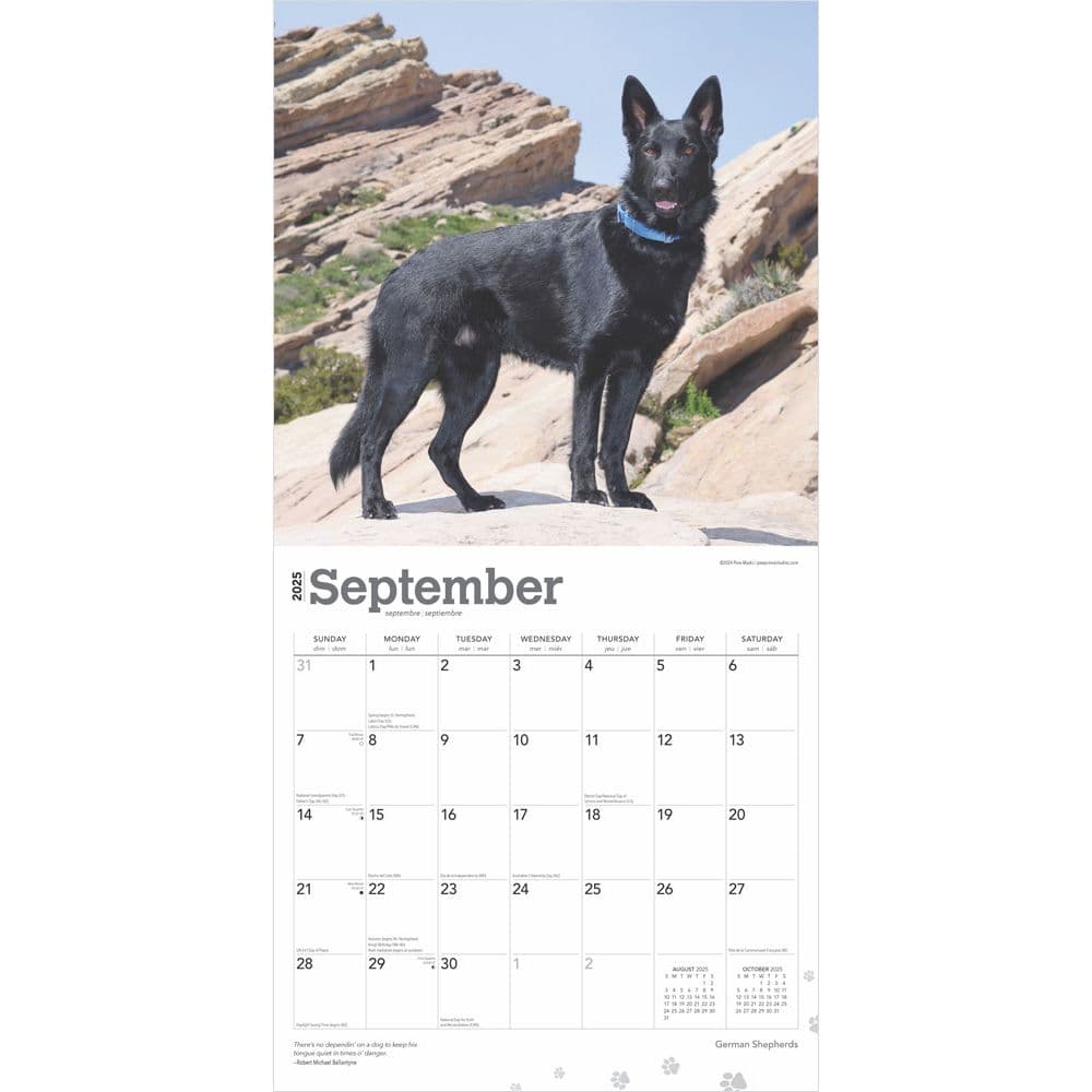 German Shepherds 2025 Wall Calendar