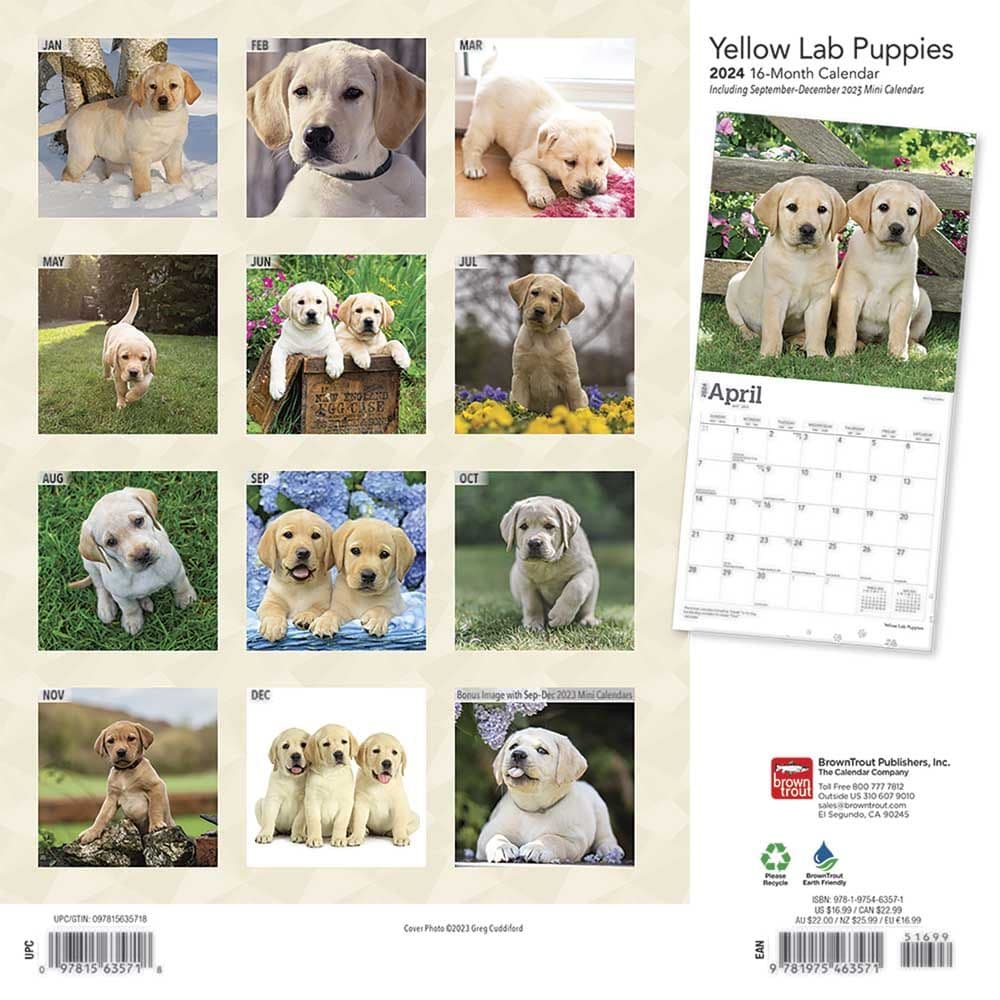 Yellow Lab Retriever Puppies 2024 Wall Calendar First Alternate Image width=&quot;1000&quot; height=&quot;1000&quot;