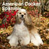 image American Cocker Spaniels 2024 Wall Calendar Main Product Image width=&quot;1000&quot; height=&quot;1000&quot;