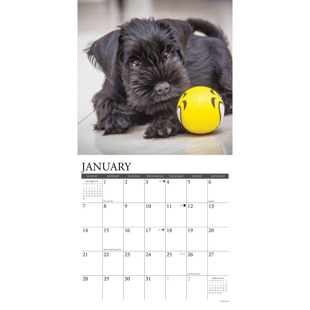 National Schnauzer Day 2025 Calendar Rey Kristyn