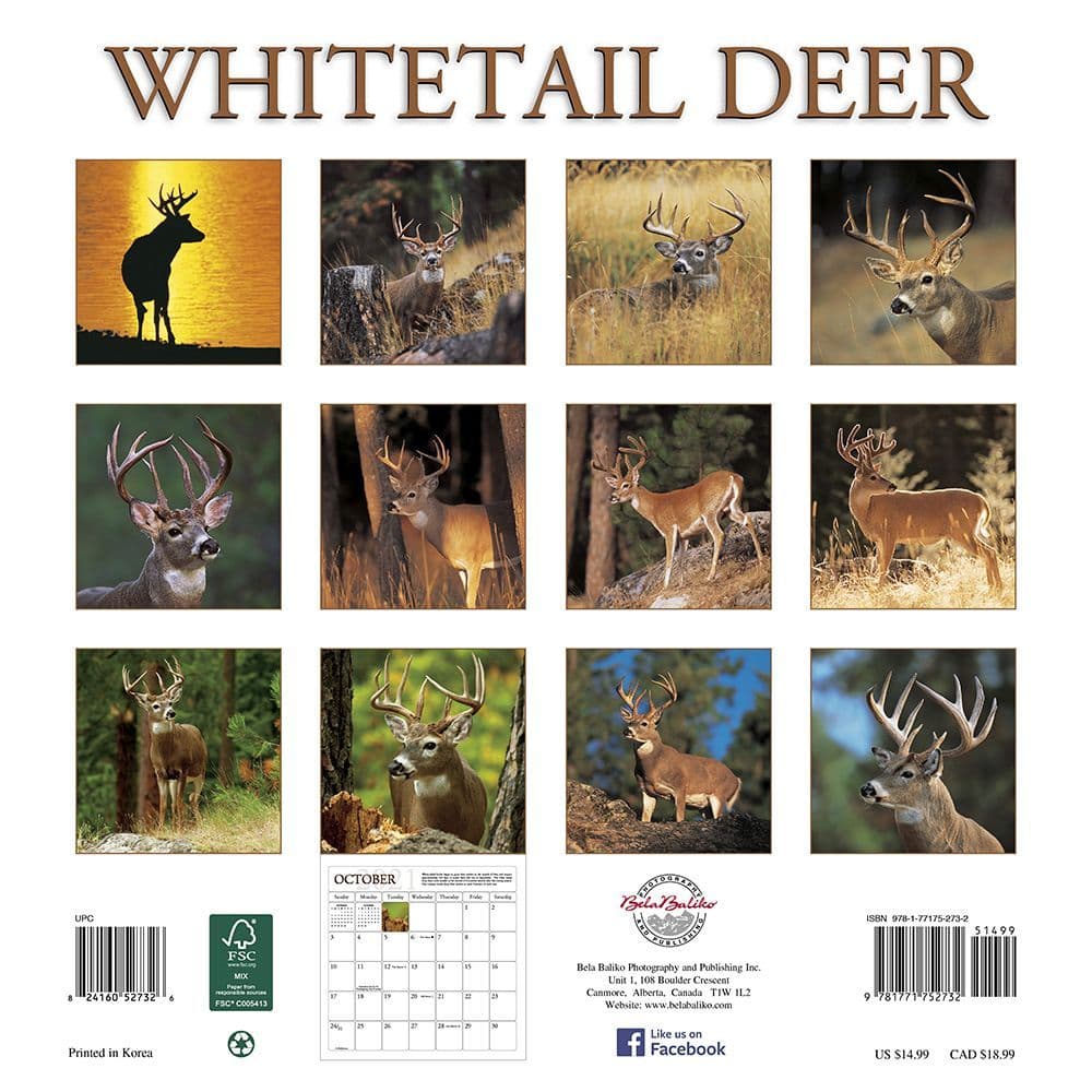 Whitetail Deer Wall Calendar