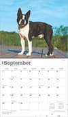 image Boston Terriers Deluxe 2025 Wall Calendar September