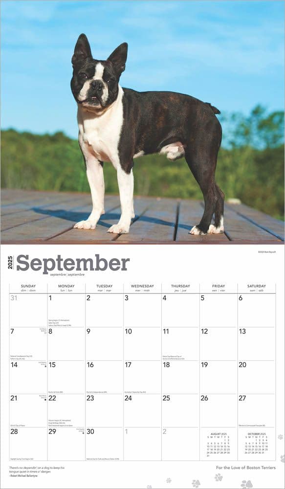 Boston Terriers Deluxe 2025 Wall Calendar September