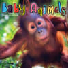 image Baby Animals - Wildlife 2024 Wall Calendar Main Image