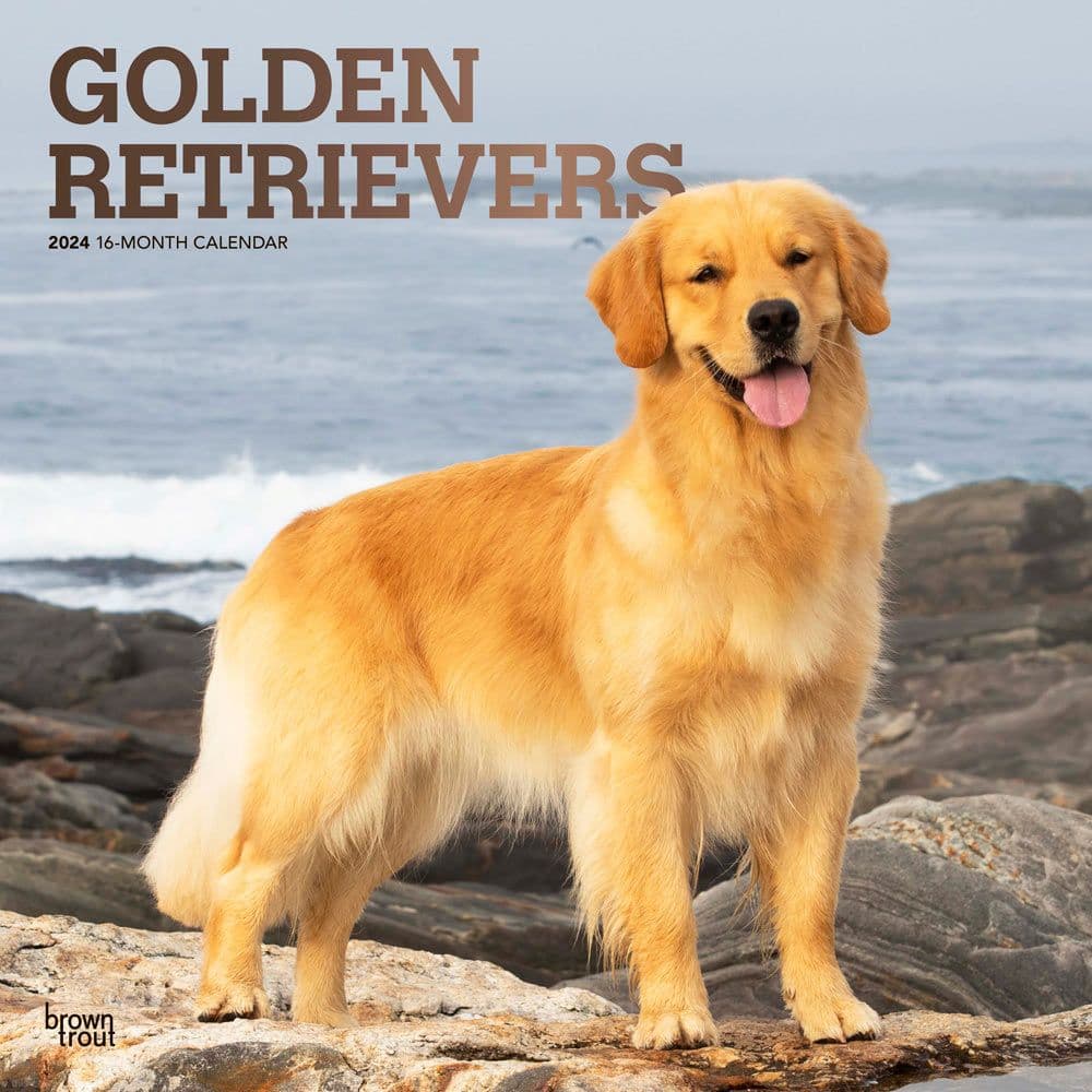 Golden Retrievers 2024 Wall Calendar