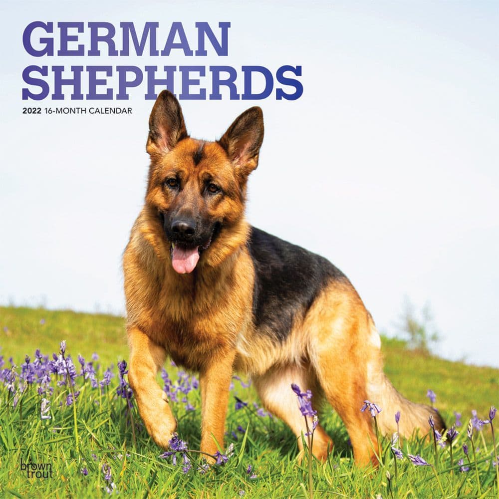 Gsd Calendar 2022 German Shepherds 2022 Wall Calendar - Calendars.com