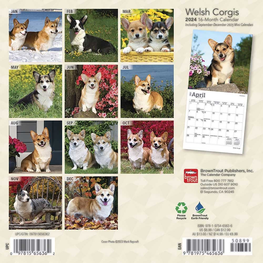 Welsh Corgi 2024 Mini Wall Calendar