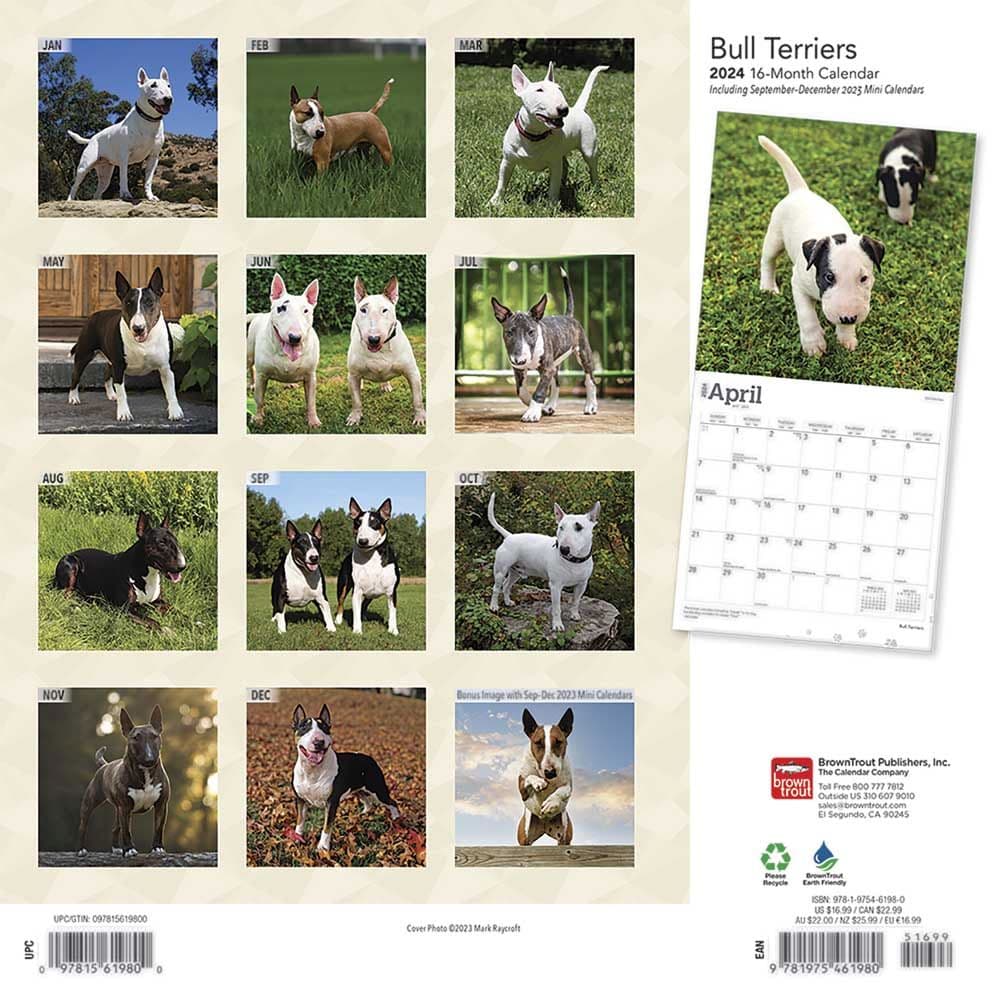 Bull Terriers 2024 Wall Calendar First Alternate Image width=&quot;1000&quot; height=&quot;1000&quot;