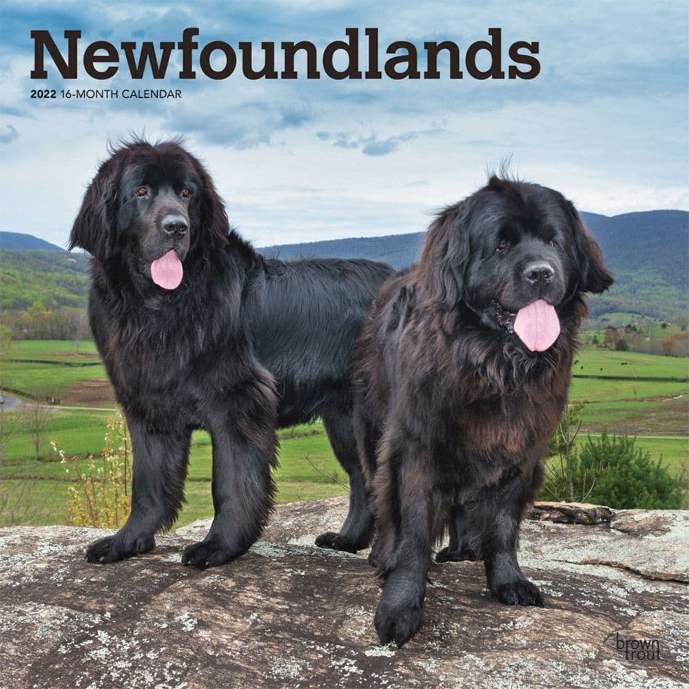 Newfoundlands 2022 Wall Calendar