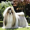 image Shih Tzu 2025 Wall Calendar Main Product Image width=&quot;1000&quot; height=&quot;1000&quot;