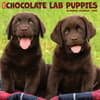 image Just Chocolate Lab Puppies 2025 Wall Calendar Main Image