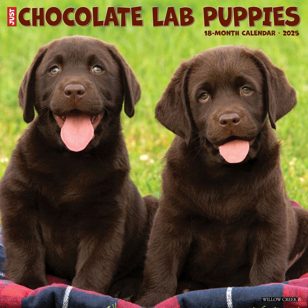 Just Chocolate Lab Puppies 2025 Wall Calendar Main Image