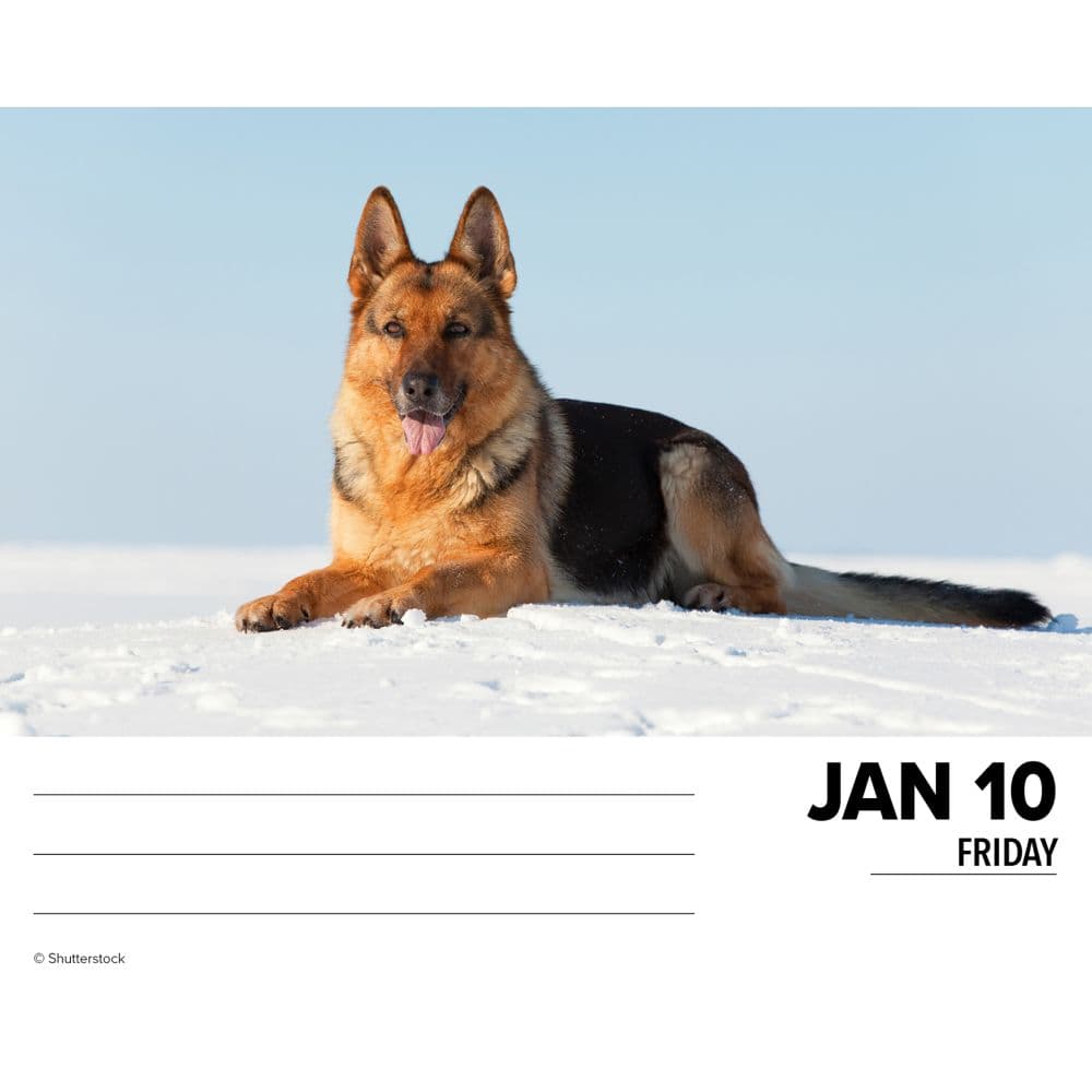 German Shepherds Just 2025 Desk Calendar