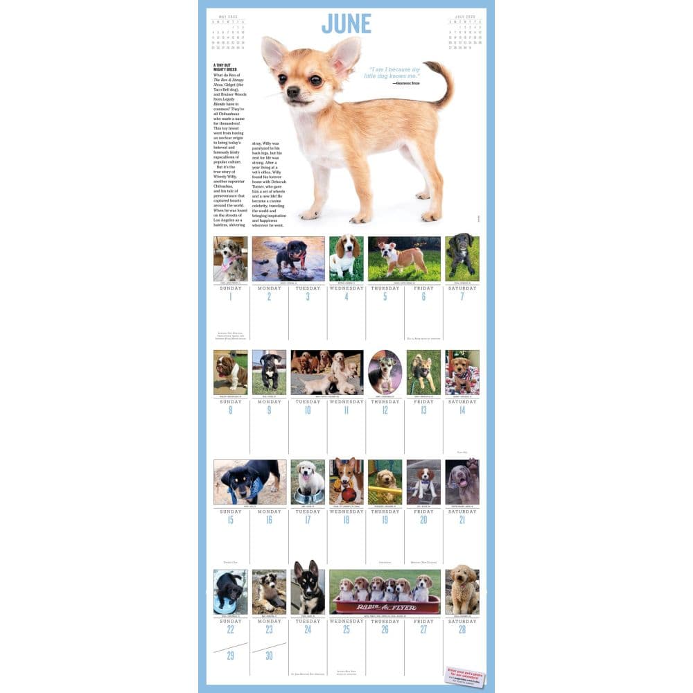 Puppies 365 Days 2025 Wall Calendar Alt2