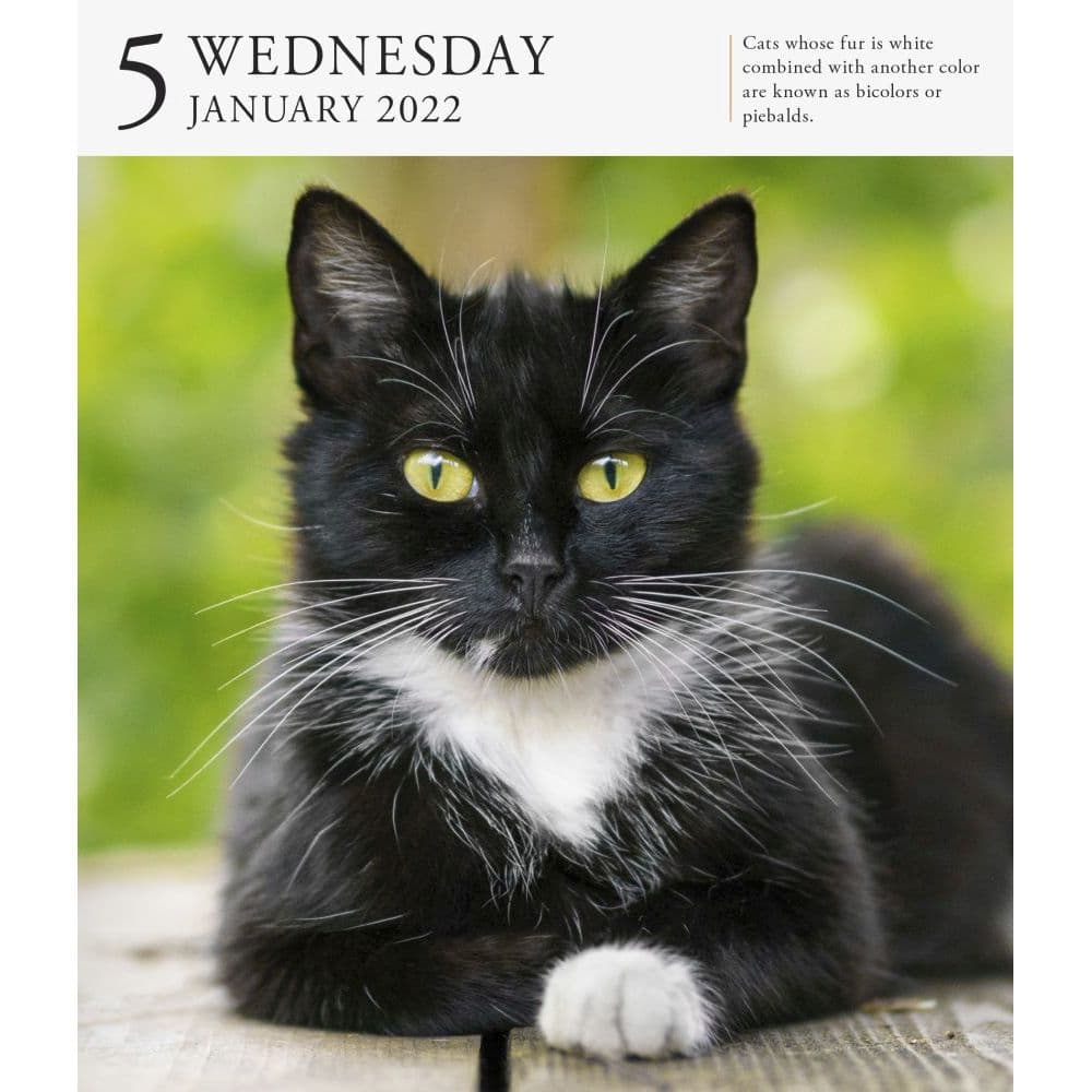 Cat 2022 Page-A-Day Gallery Calendar - Calendars.com
