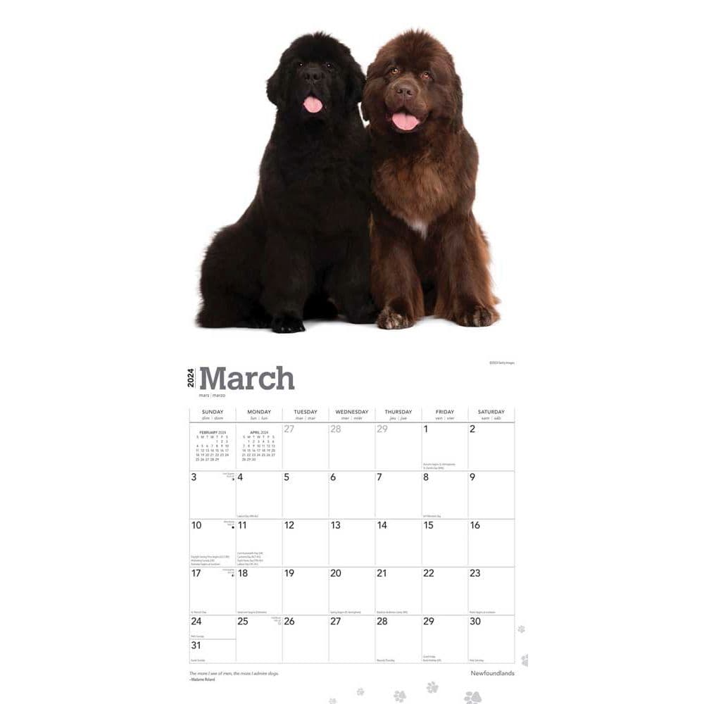 Newfoundlands 2024 Wall Calendar Calendars Com   C5043f46 D7a1 47b8 9854 609365ee647d