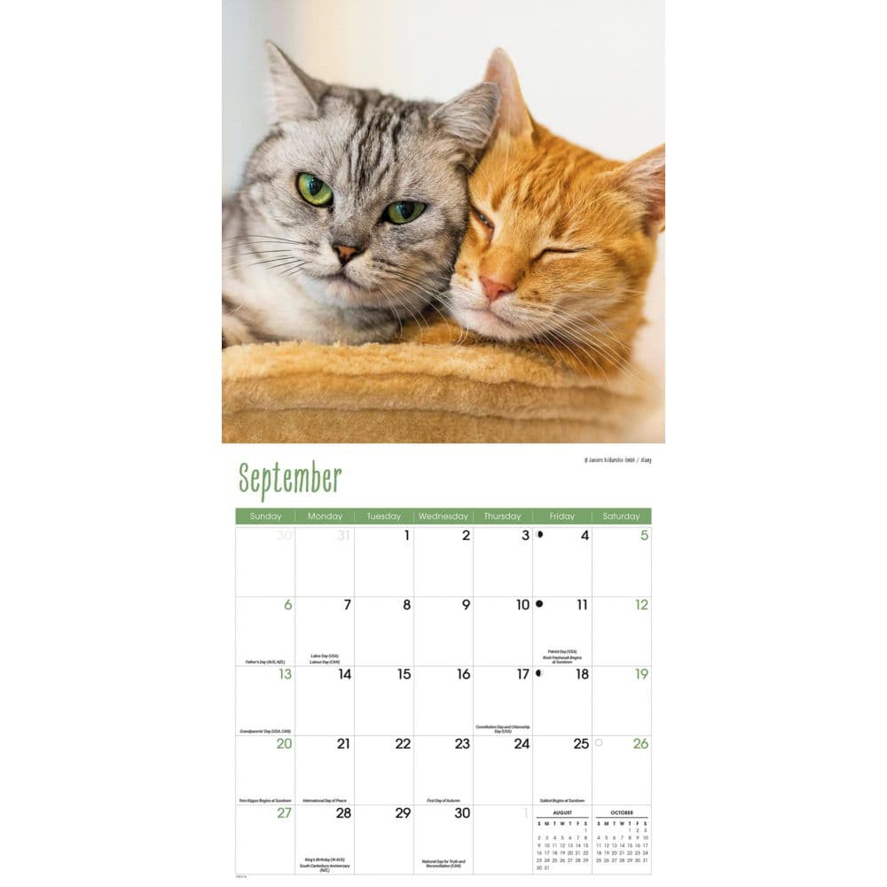 Cats 2026 Wall Calendar Fourth Alternate Image