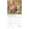 image Puppies For the Love 2025 Mini Wall Calendar