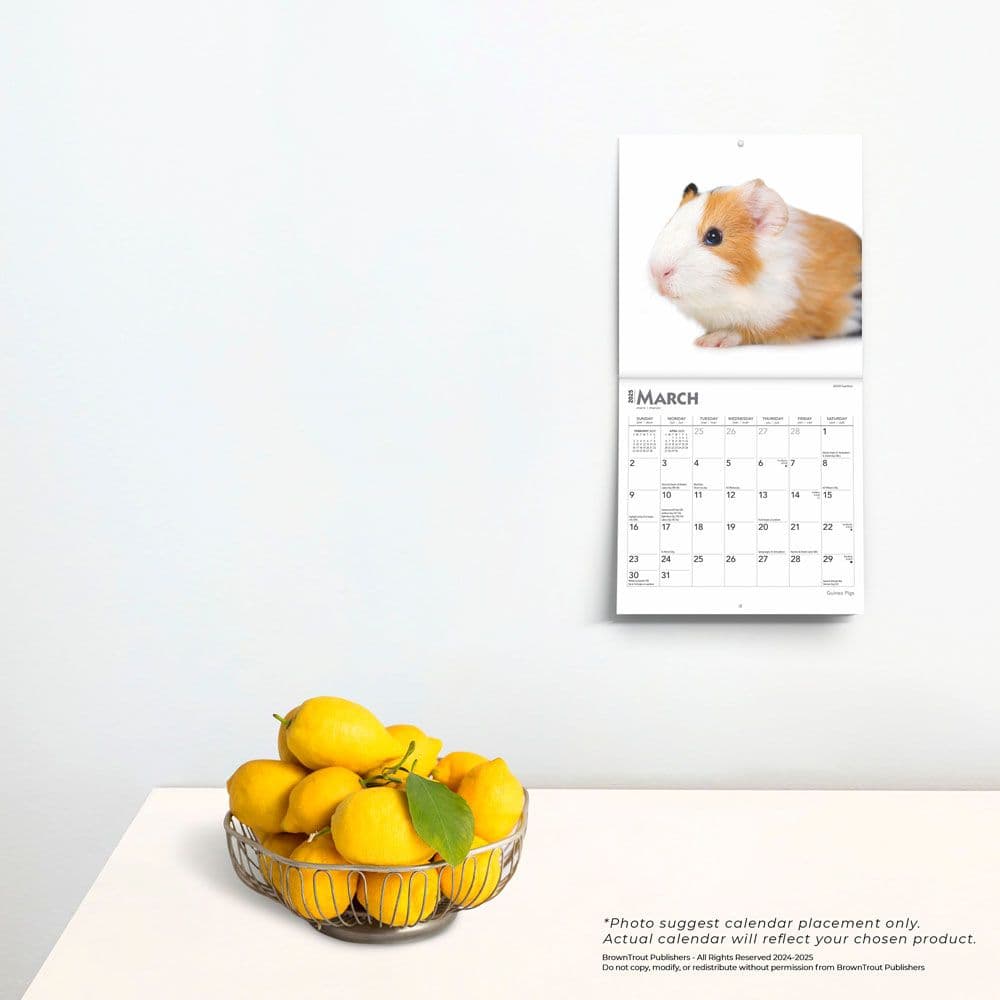 Guinea Pigs 2025 Mini Wall Calendar Fourth Alternate Image width=&quot;1000&quot; height=&quot;1000&quot;