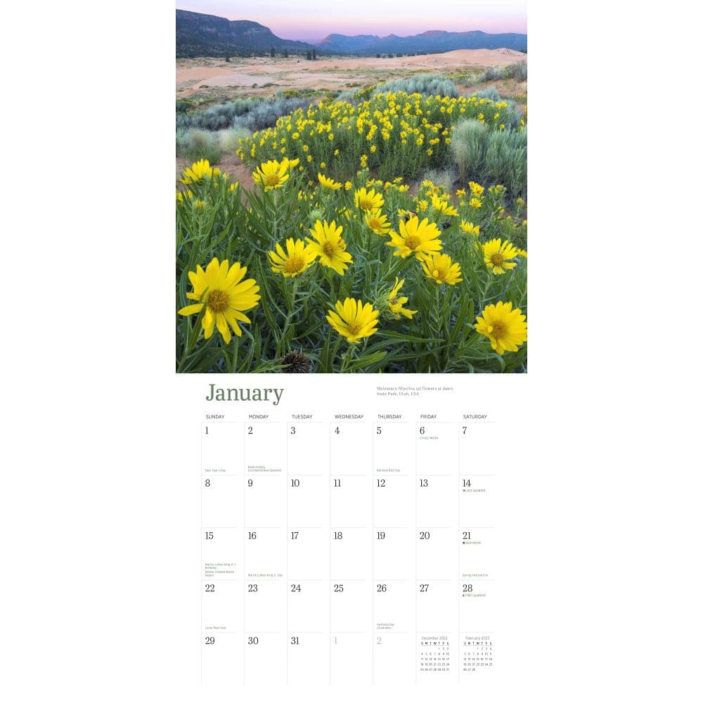 Desert Wildflowers 2023 Wall Calendar - Calendars.com