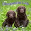 image Chocolate Lab Retriever Puppies 2024 Wall Calendar Main Product Image width=&quot;1000&quot; height=&quot;1000&quot;