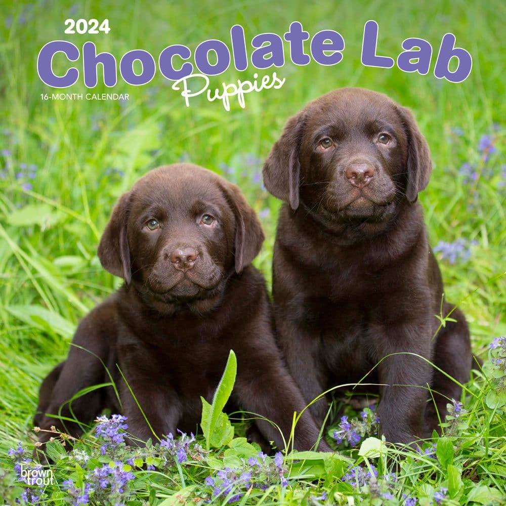 Chocolate Lab Retriever Puppies 2024 Wall Calendar Main Product Image width=&quot;1000&quot; height=&quot;1000&quot;