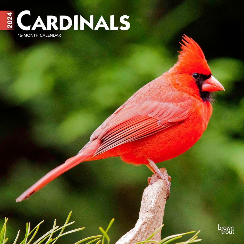 Cardinals 2024 Wall Calendar