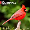 image Cardinals 2024 Wall Calendar Main Product Image width=&quot;1000&quot; height=&quot;1000&quot;