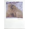 image Photo Polar Bears Valentine's Day Card