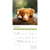 image Nova Scotia Duck Tolling Retriever 2026 Wall Calendar Second Alternate Image