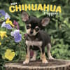 image Chihuahua Puppies 2024 Wall Calendar Main Product Image width=&quot;1000&quot; height=&quot;1000&quot;