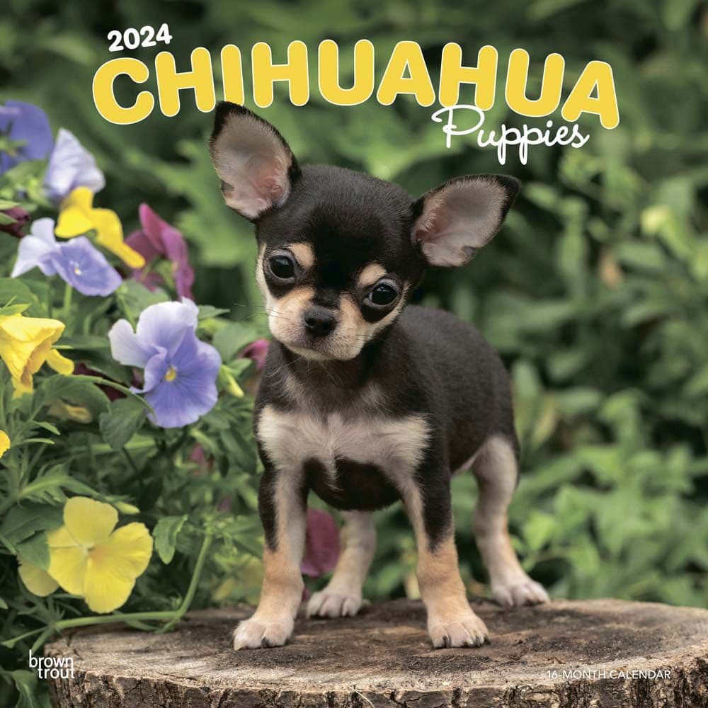 Chihuahua Puppies 2024 Wall Calendar