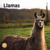 image Llamas 2025 Wall Calendar Main Product Image