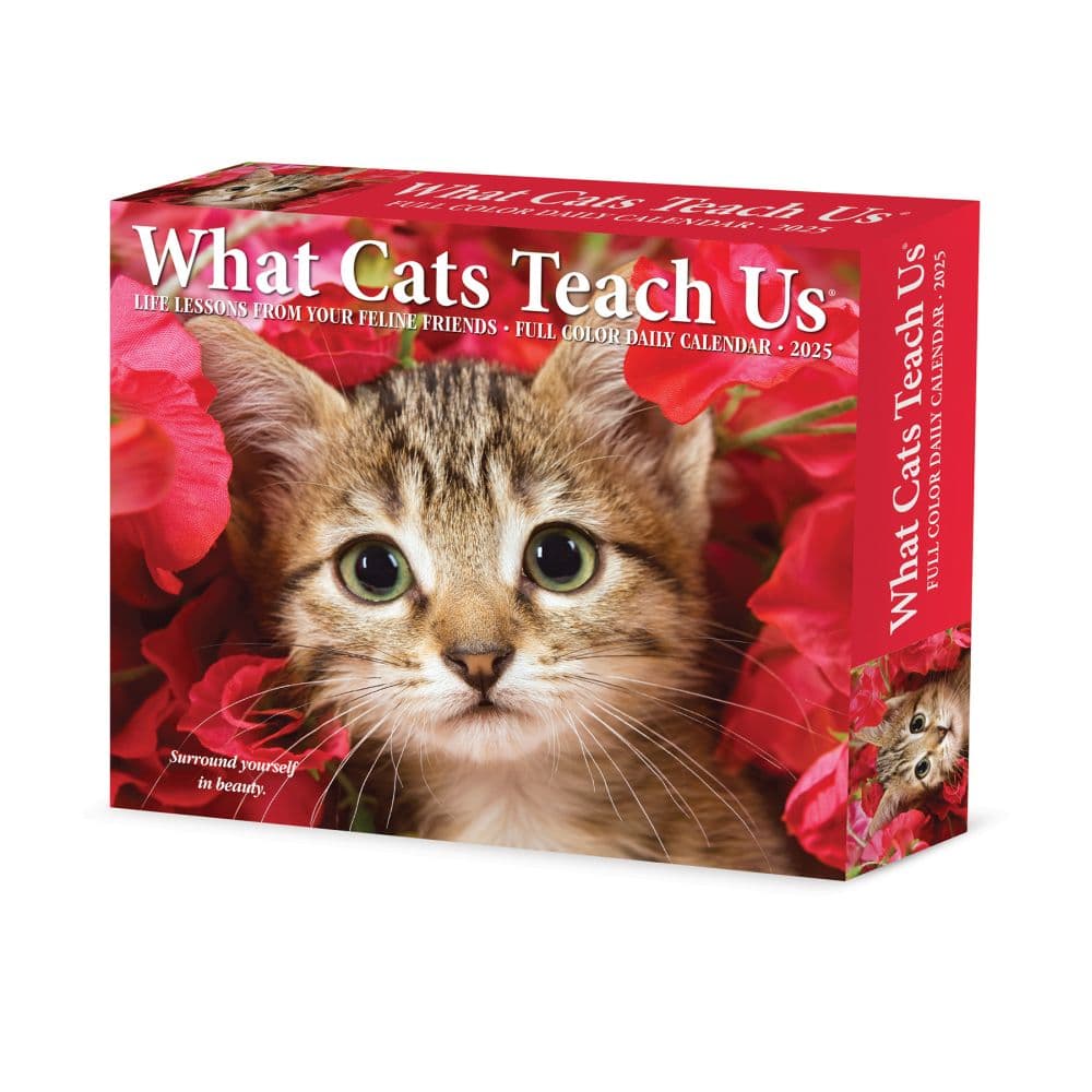 What Cats Teach Us 2025 Desk Calendar Main Product Image
