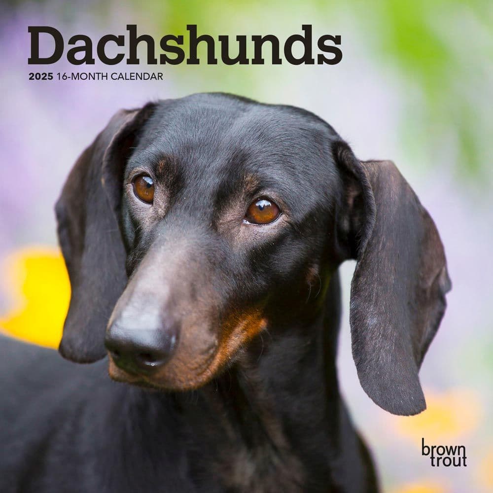 Dachshunds 2025 Mini Wall Calendar