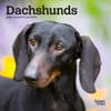 image Dachshunds 2025 Mini Wall Calendar Main Image