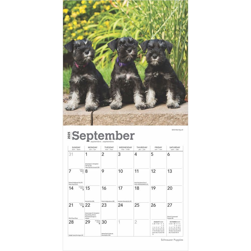 Schnauzer Puppies 2025 Mini Wall Calendar Third Alternate Image width=&quot;1000&quot; height=&quot;1000&quot;