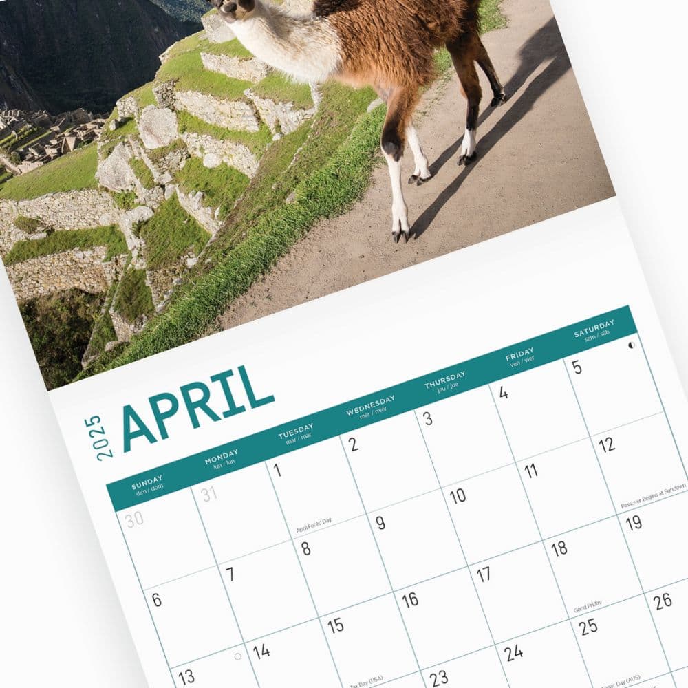 Llamas 2025 Wall Calendar Sixth Alternate Image