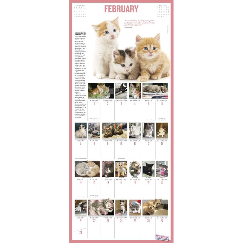 365 Kittens-A-Year Picture-A-Day 2027 Wall Calendar Second Alternate Image